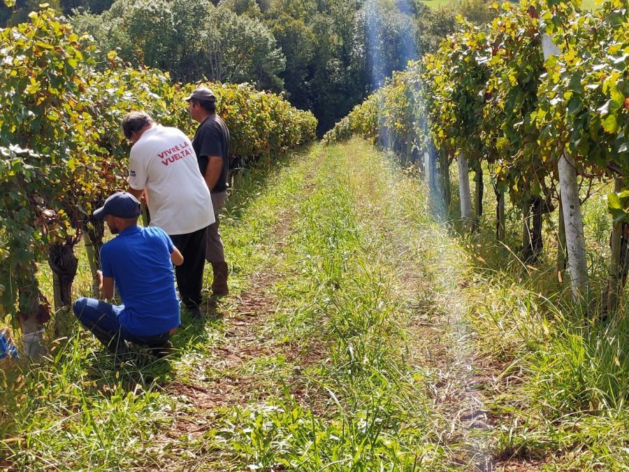 Travail de la vigne